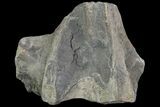 Jurassic Marine Reptile Bone In Cross-Section - Whitby, England #95822-1